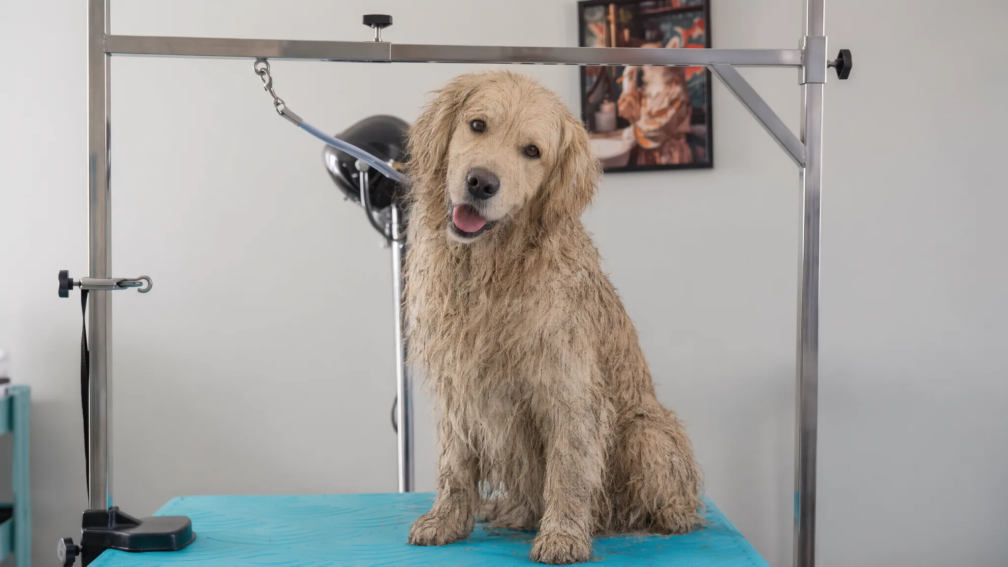 Prima: un golden retriever bagnato e sporco, col pelo infangato, sul tavolo da toelettatura