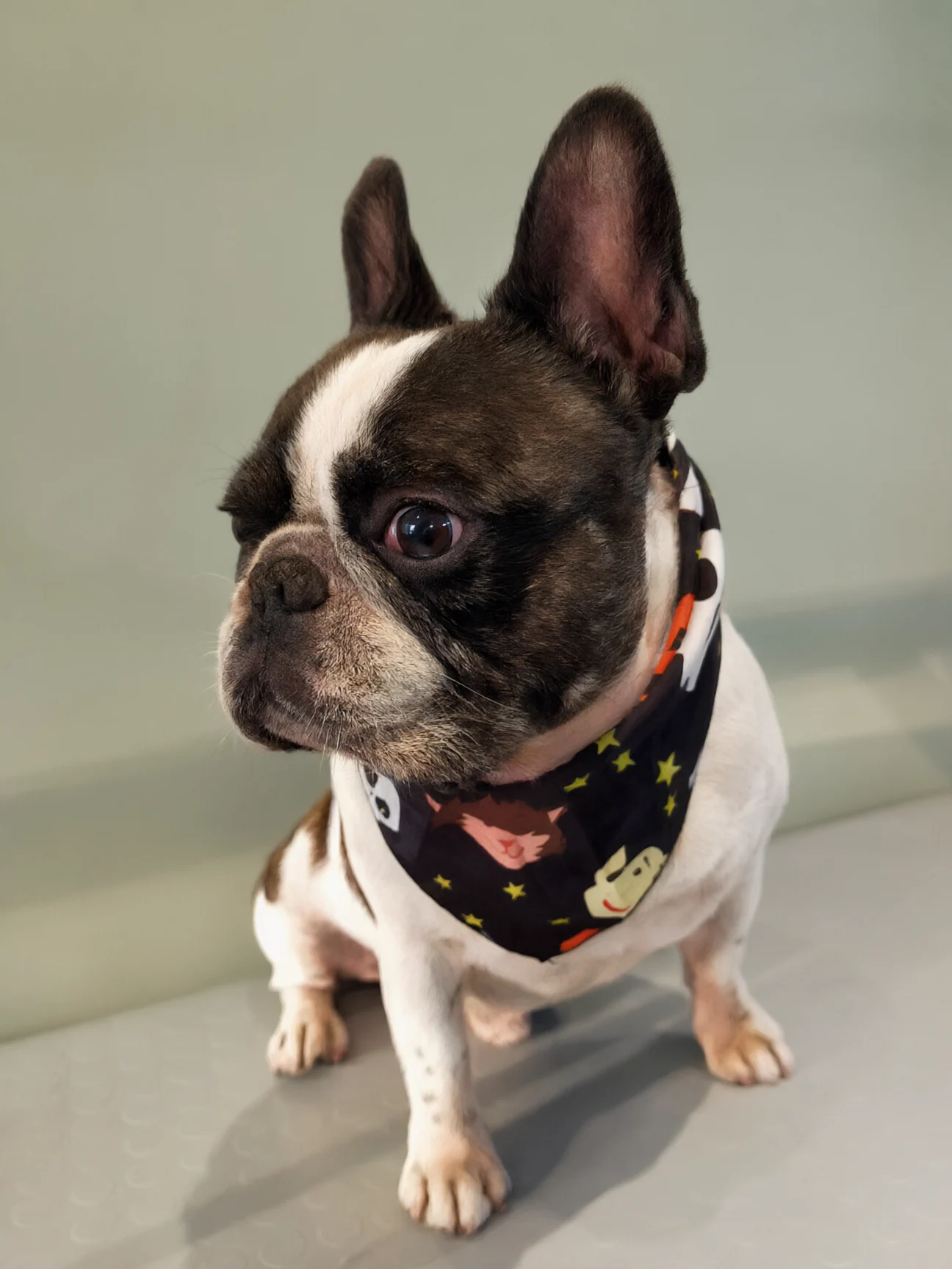 Un bulldog francese con la bandana, dopo la toelettatura