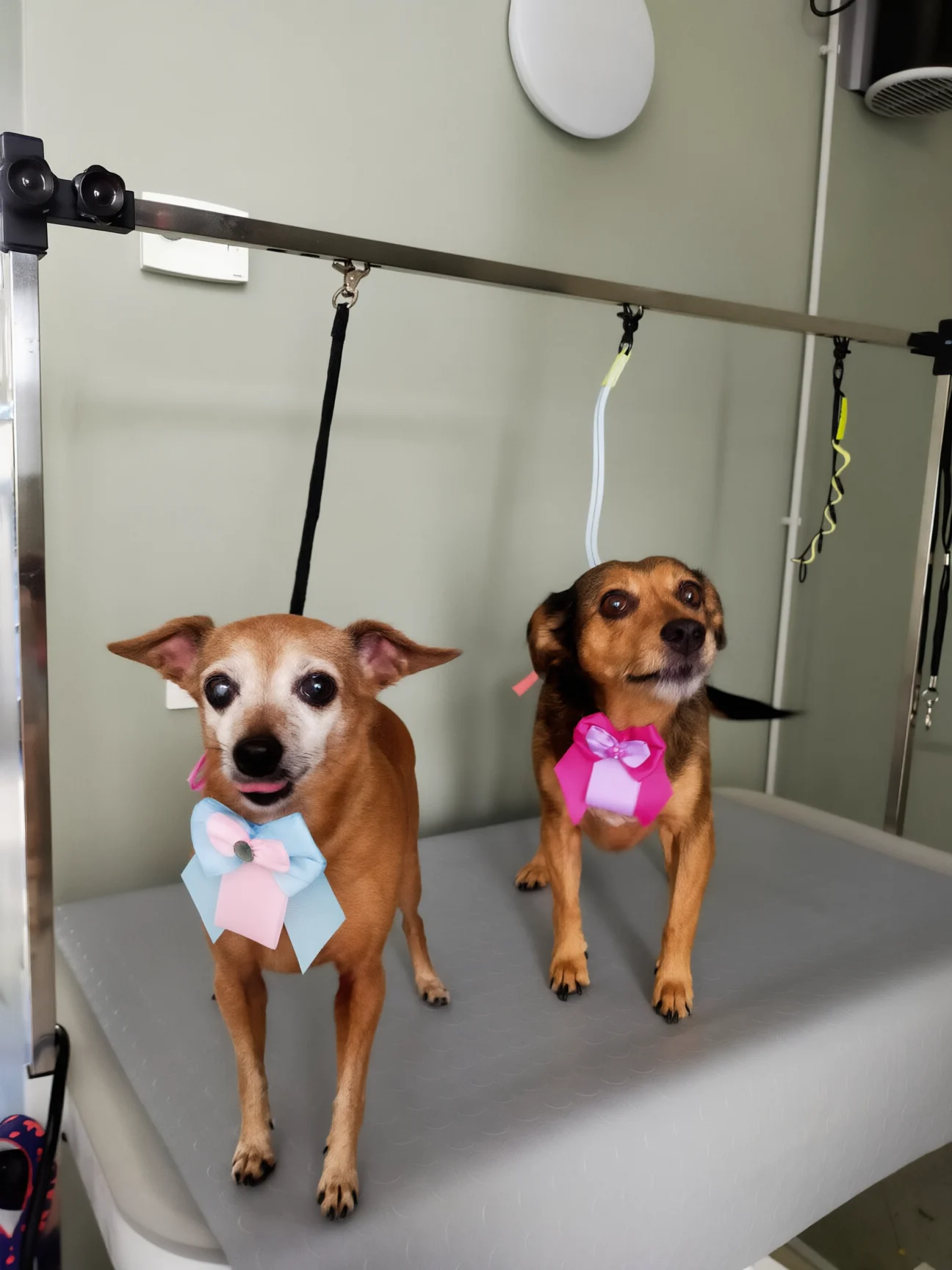 Due cagnolini con i fiocchi, in piedi sul tavolo da toelettatura