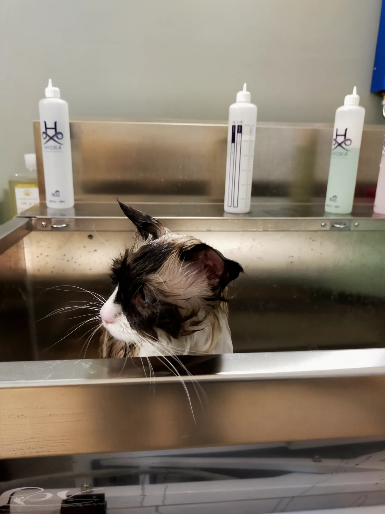 Un gatto bagnato nella vasca di Roberta, coi flaconi dei prodotti sullo sfondo