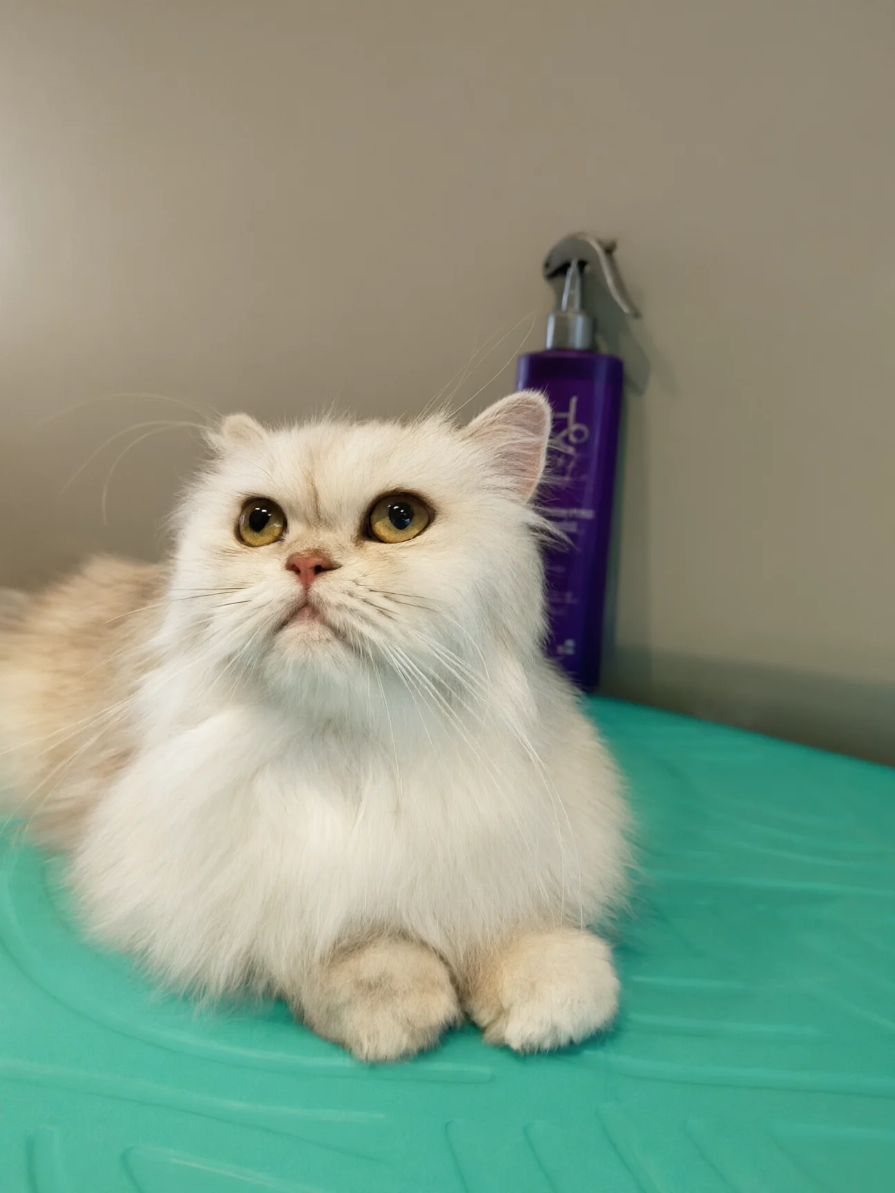 Un gatto persiano crema appena toelettato, accucciato sul tavolo