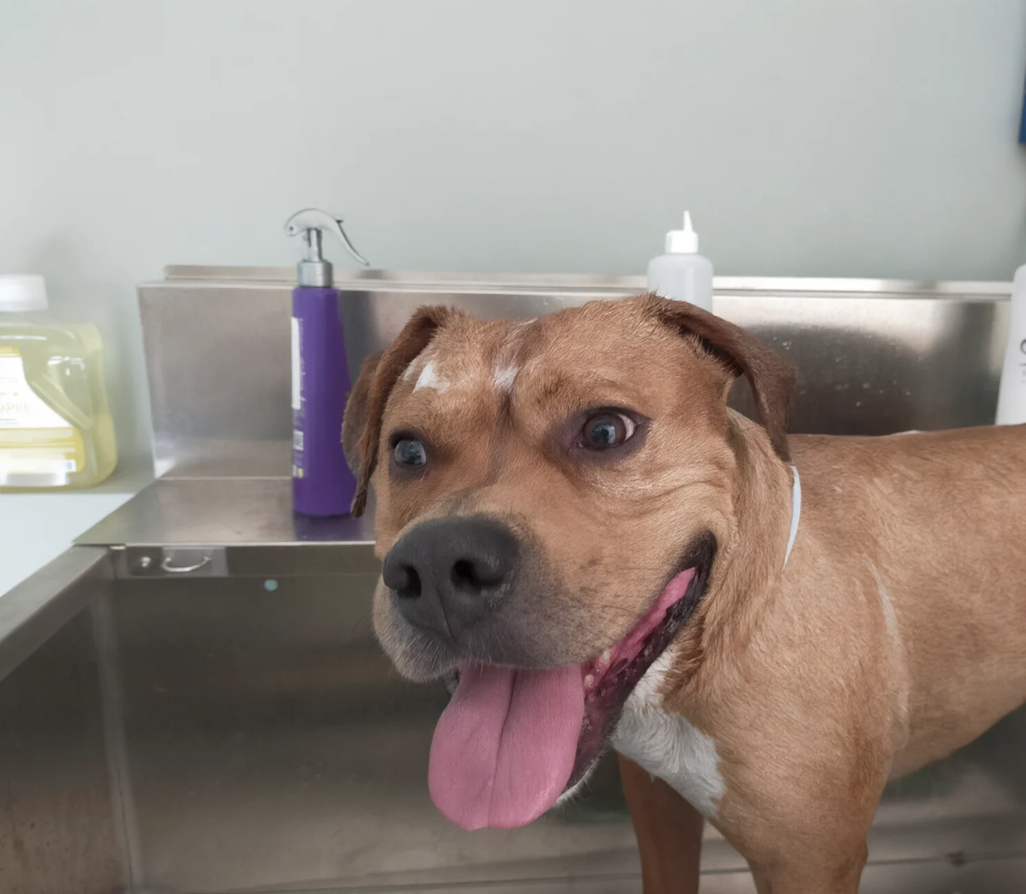 Un cane bagnato in vasca, tranquillo, con la lingua di fuori