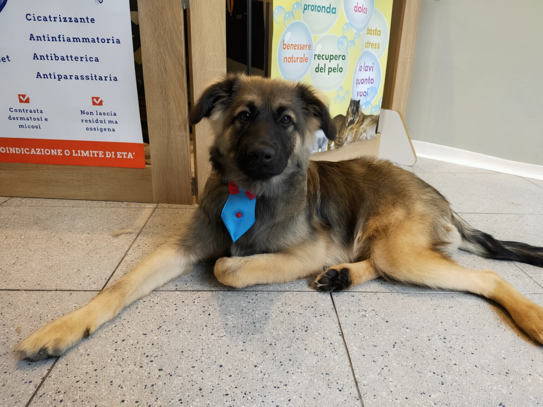 Un cucciolo di pastore con la cravattina azzurra, sdraiato in negozio