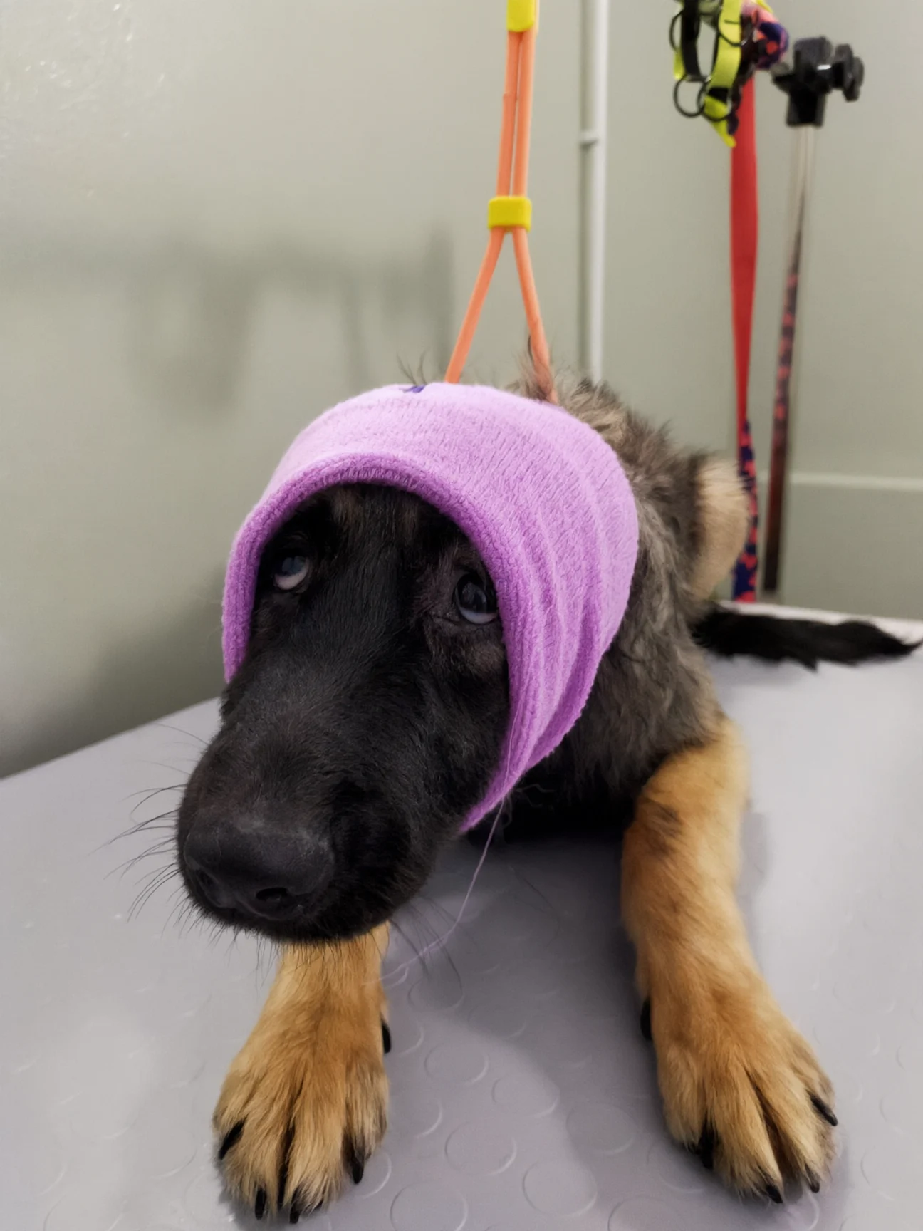Un cucciolo di pastore con la fascia sulle orecchie per non sentire il phon