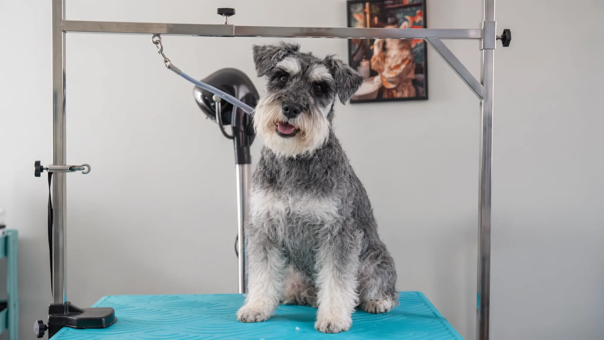 Dopo: lo stesso schnauzer dopo lo stripping, col pelo duro e la sagoma pulita