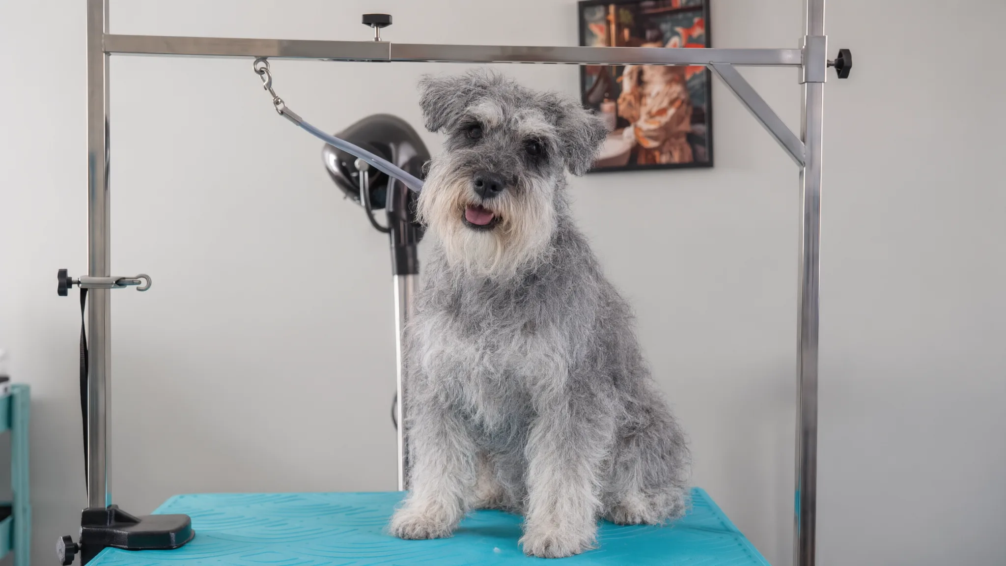Prima: uno schnauzer nano col pelo lanoso e cresciuto