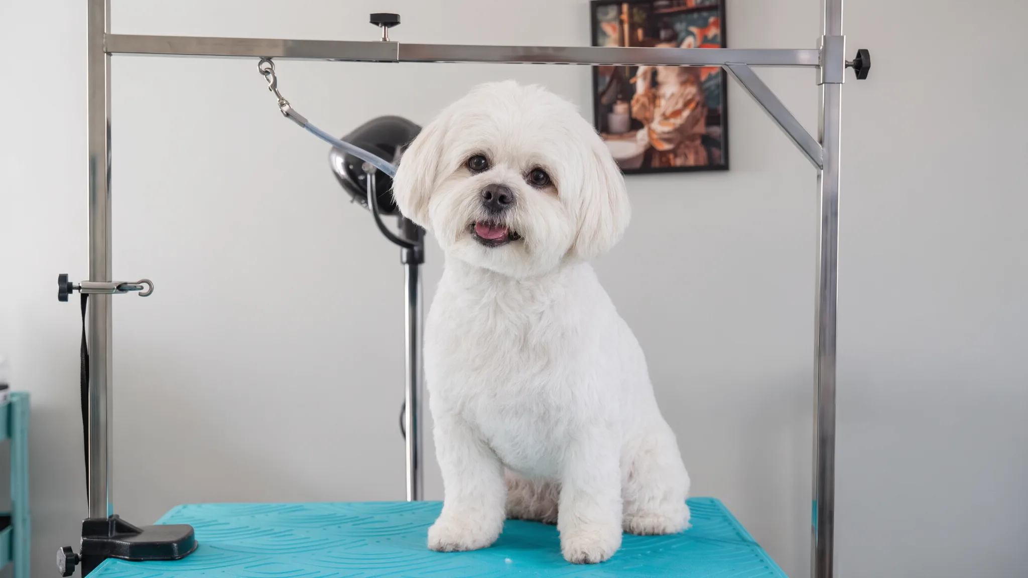 Dopo: lo stesso cane tosato a macchinetta, col pelo corto e uniforme